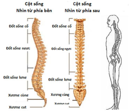 Cột sống lưng