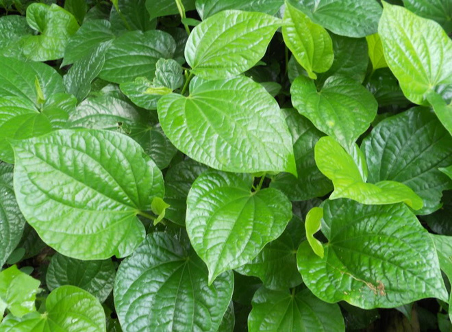 Cách chữa đau vai gáy đơn giản tại nhà